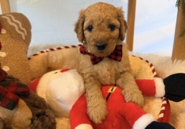 mini golden doodle puppies for sale