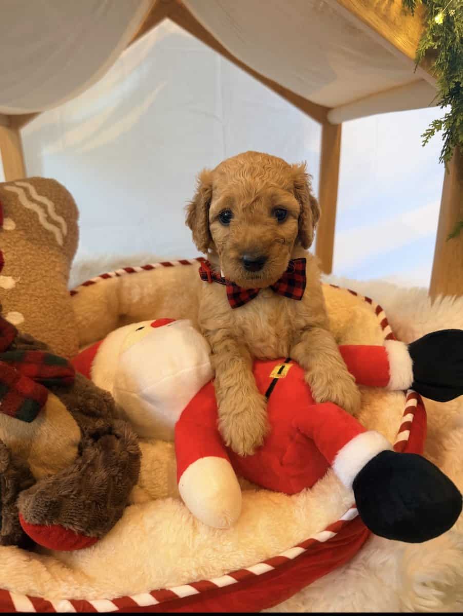 mini golden doodle puppies for sale image 1