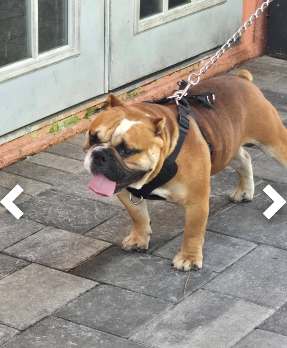 American Bully image 1