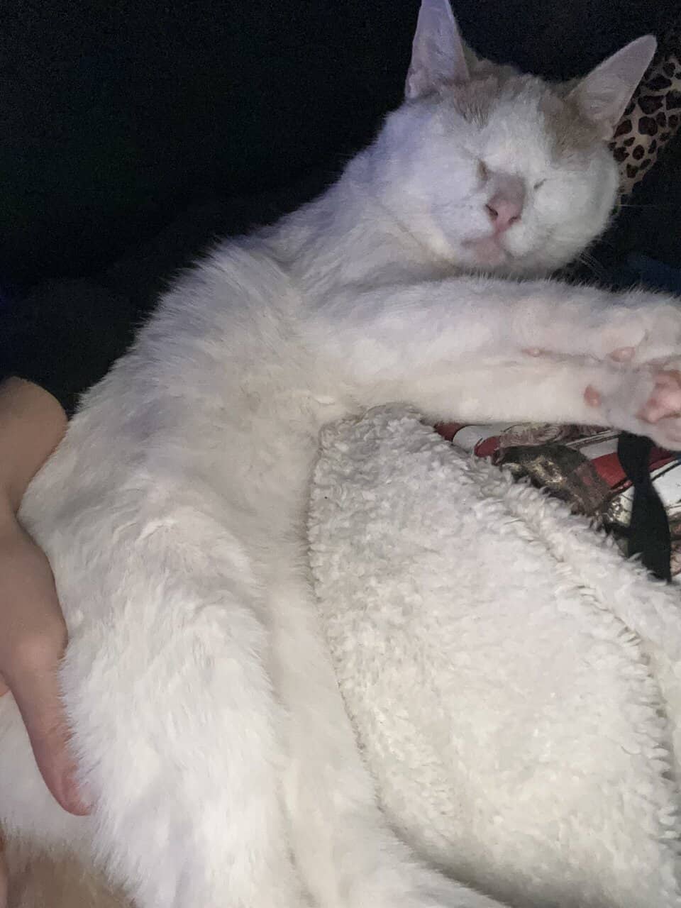 Cat for sale!! image 6