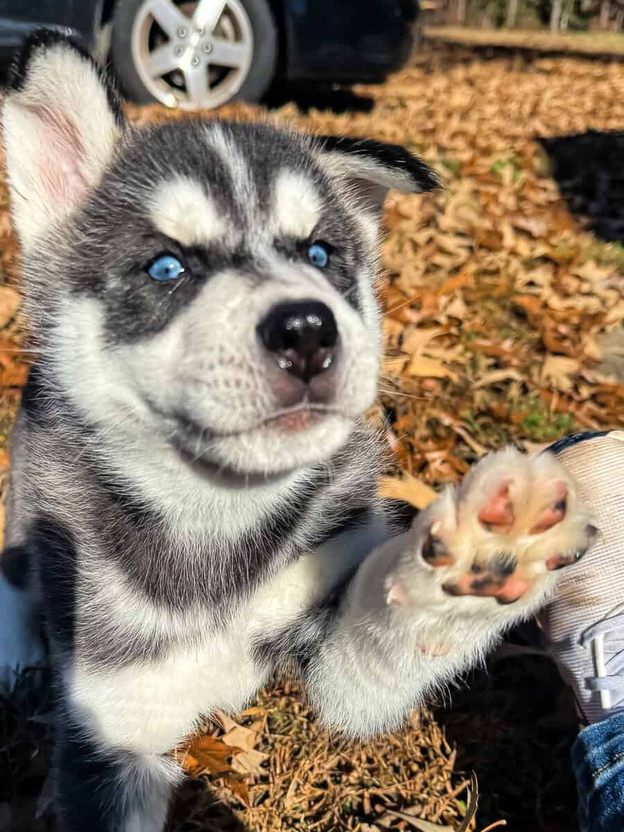 Purebred male Husky image 2
