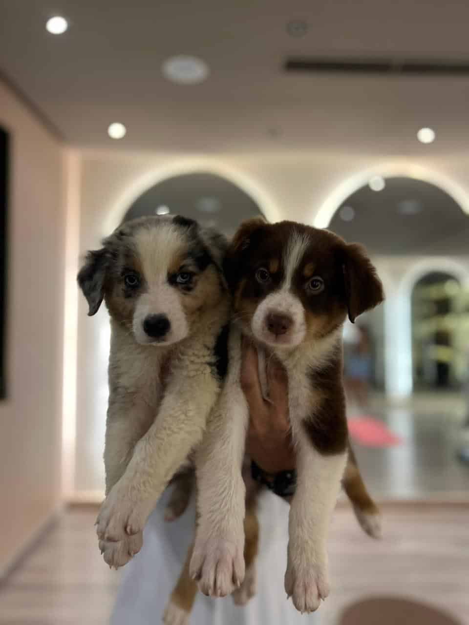 Australian Shepherd image 8