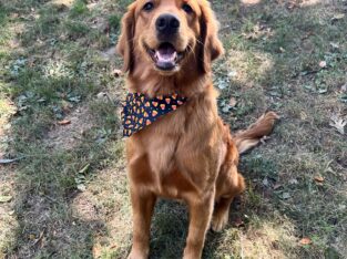 AKC Red Golden Retriever