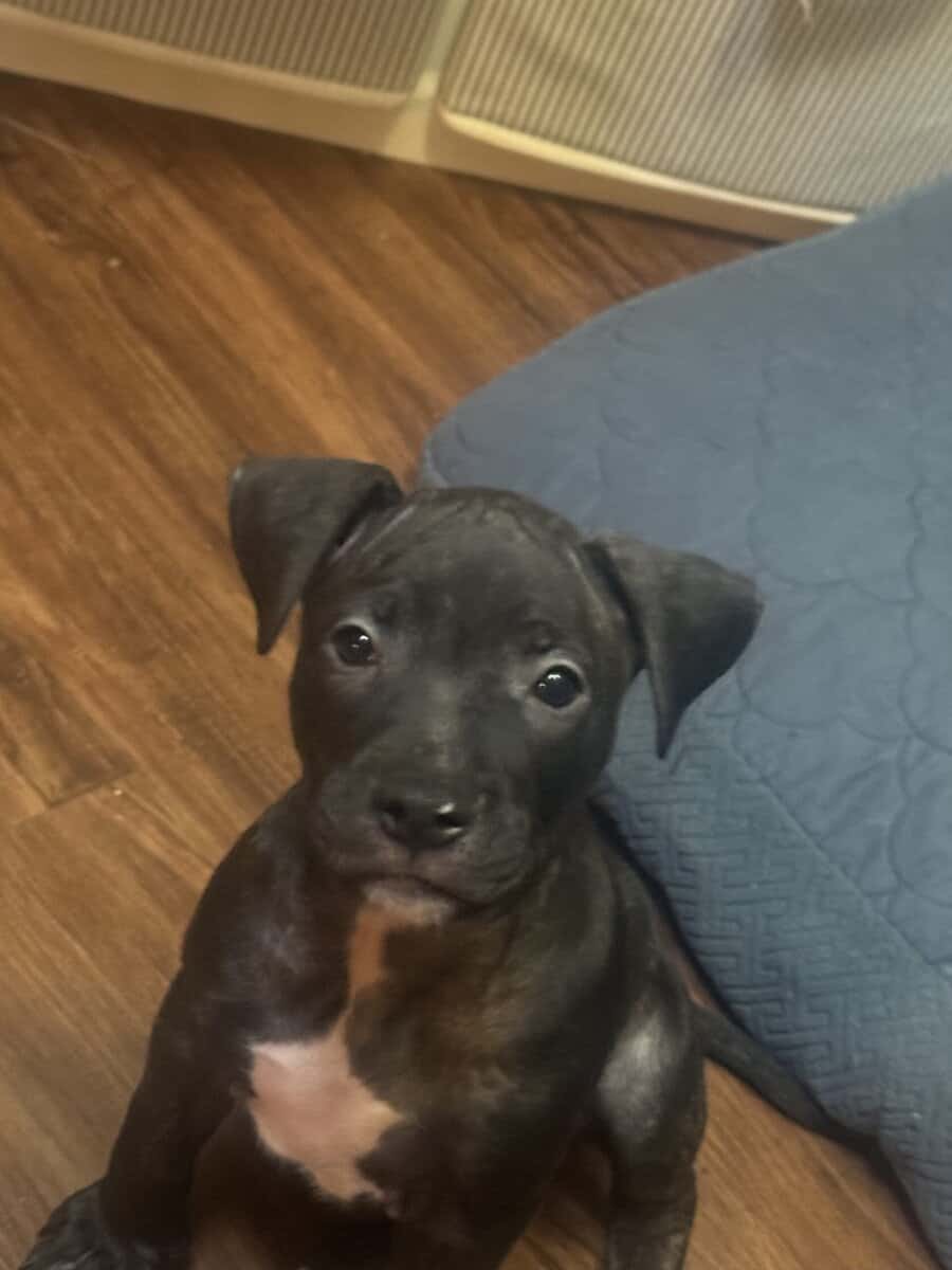 Pitbull Puppies image 16