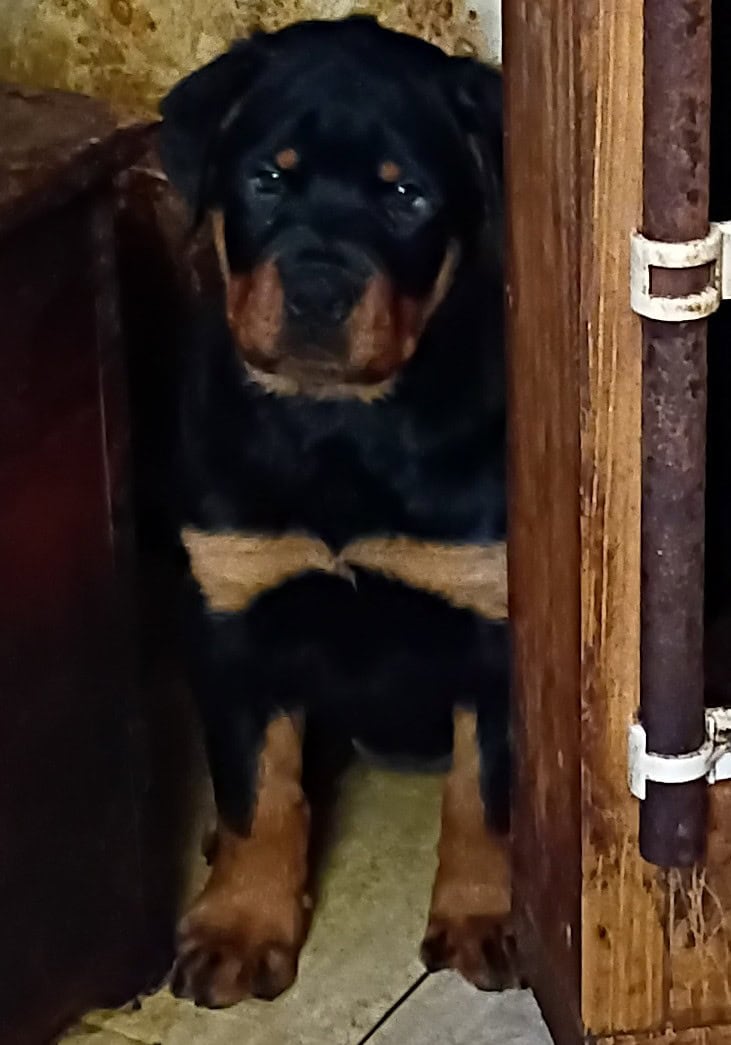 AKC German Rottweiler females image 2