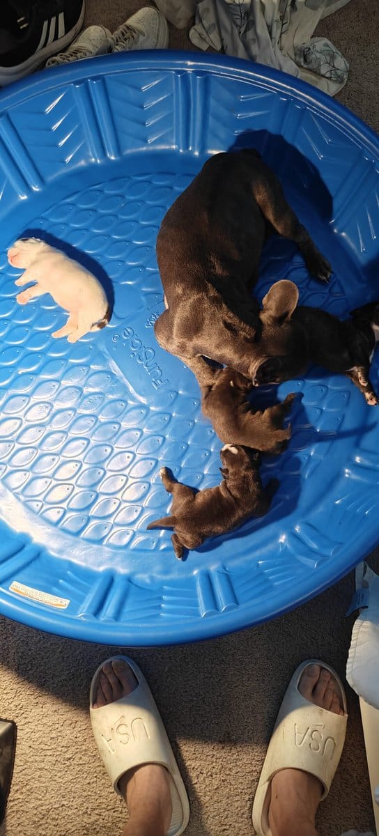 Frenchie bully hybrid image 9
