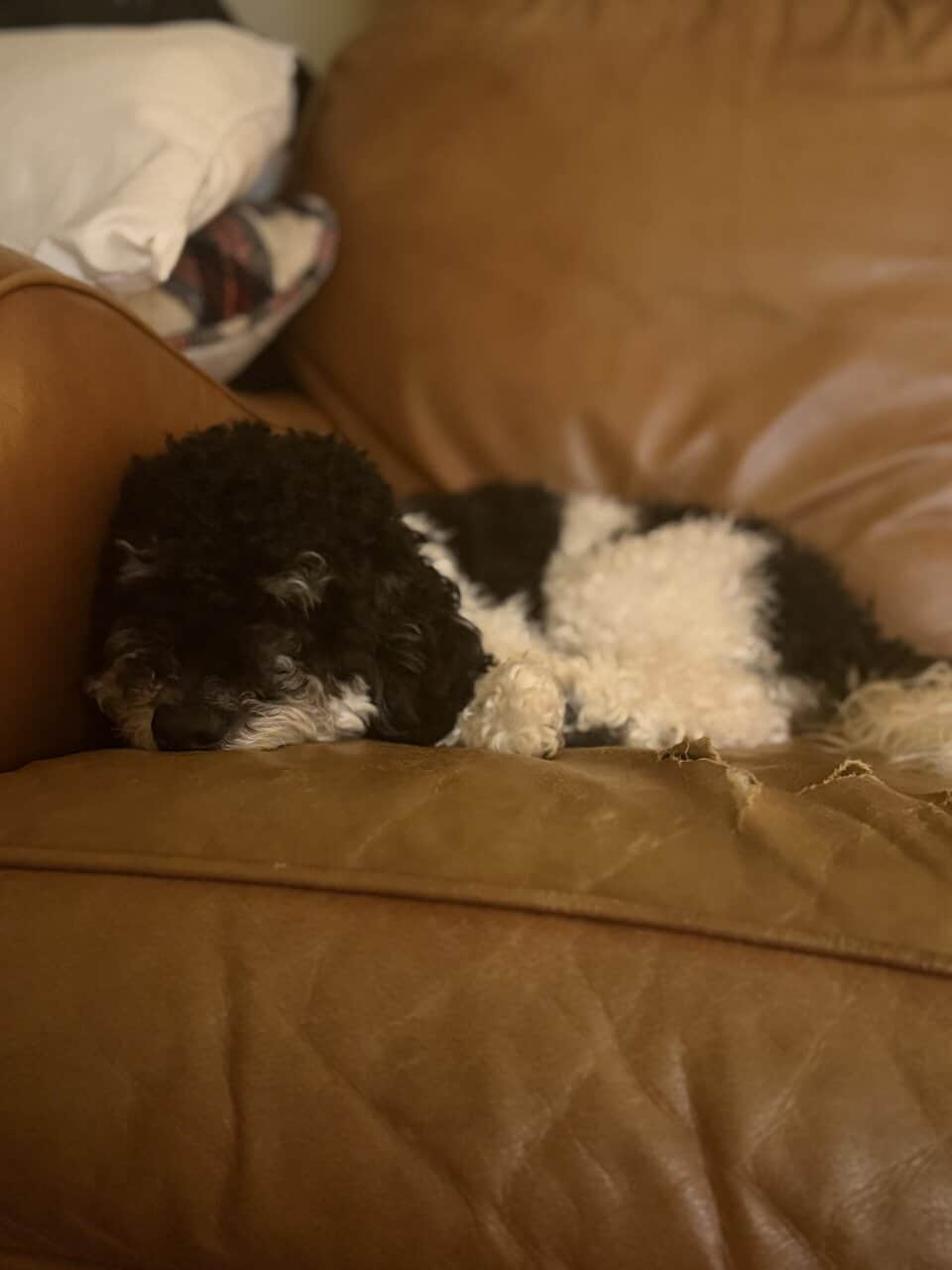 Mini poodle mix image 1
