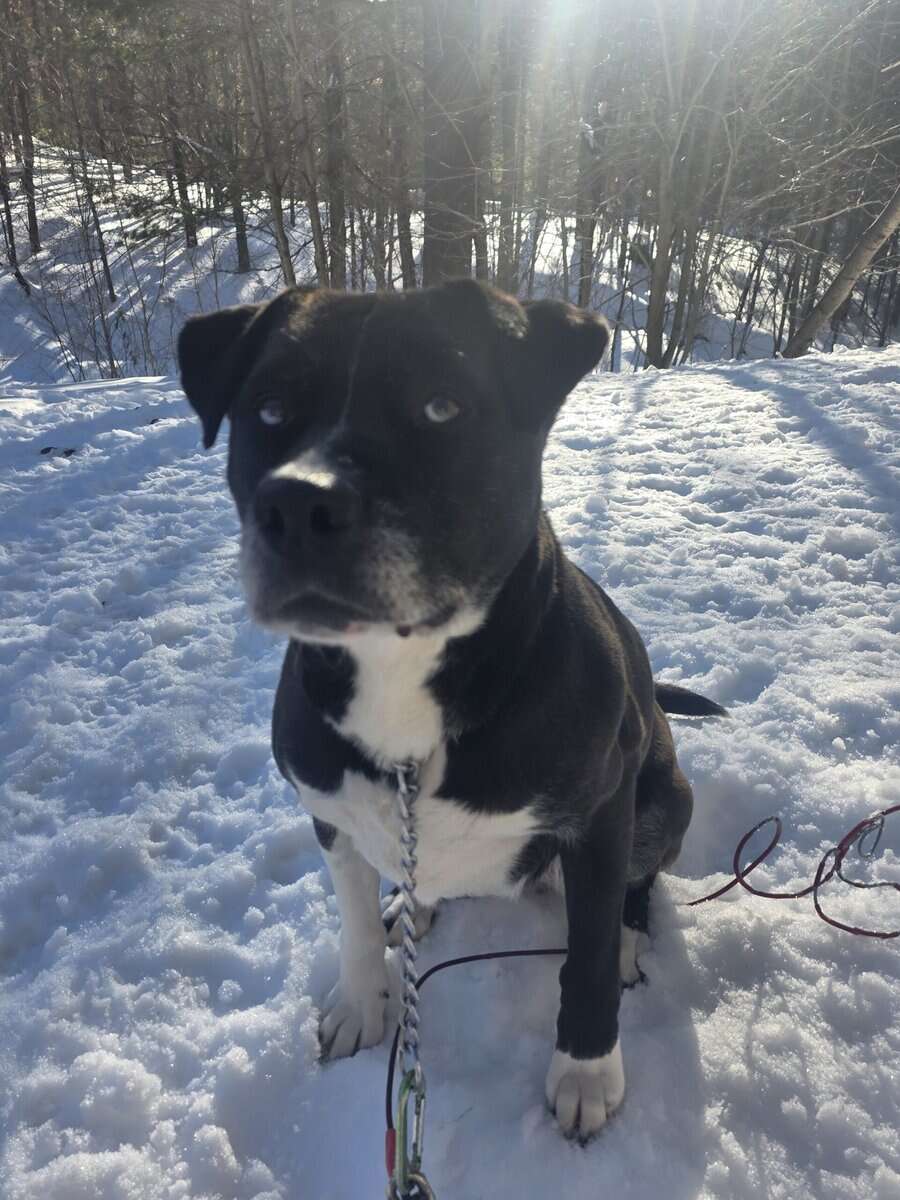 Husky-Lab/American Pitbull Terrier image 5