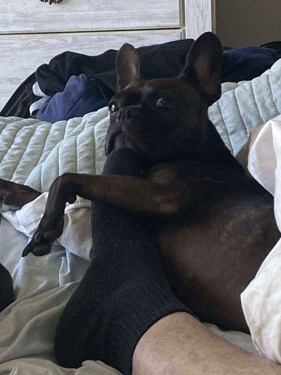 Frenchie image 1