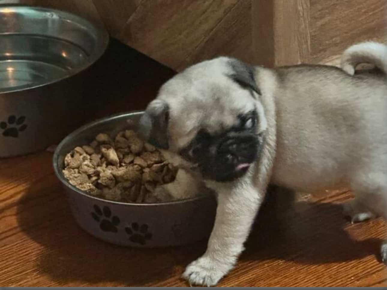 3 Pug Puppies image 2