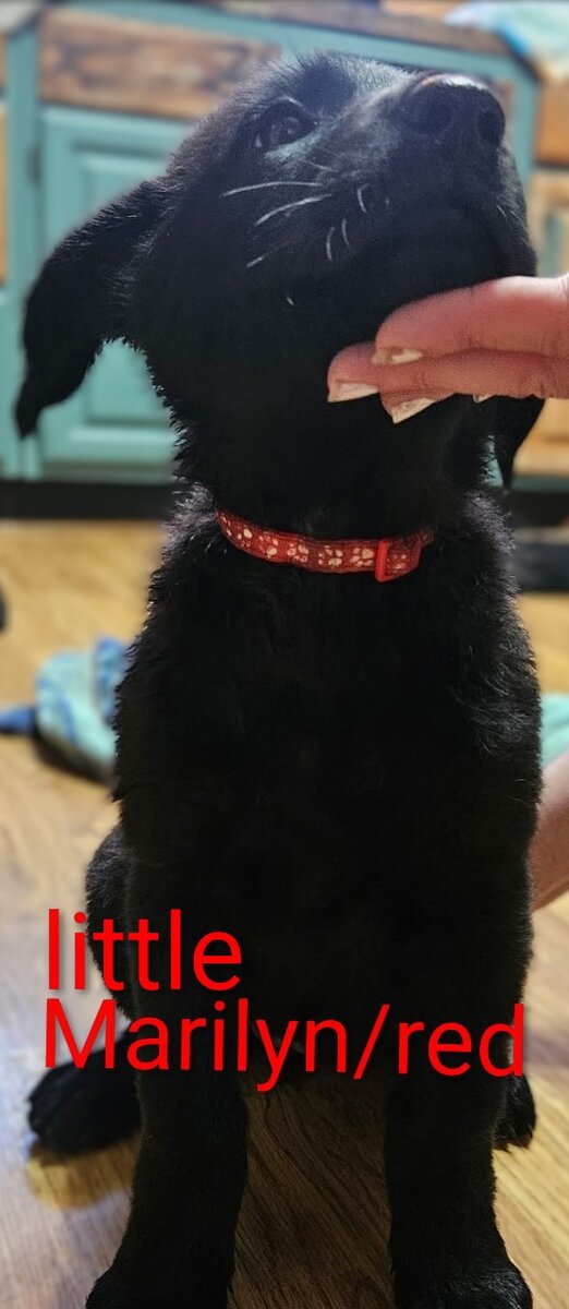GSD-GOODLEDOODLE image 2