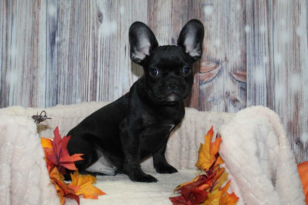 French Bulldog Puppies image 3