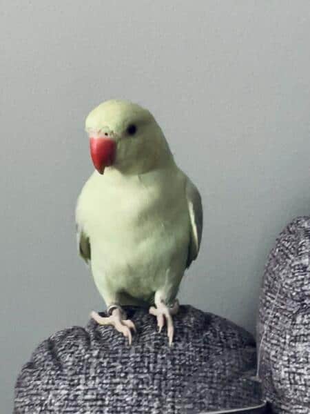 Indian Ringneck Parakeets image 2
