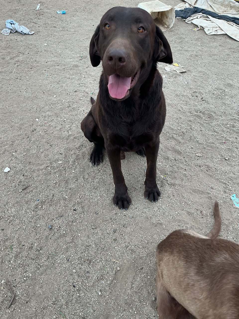 American Labrador Retriever image 4