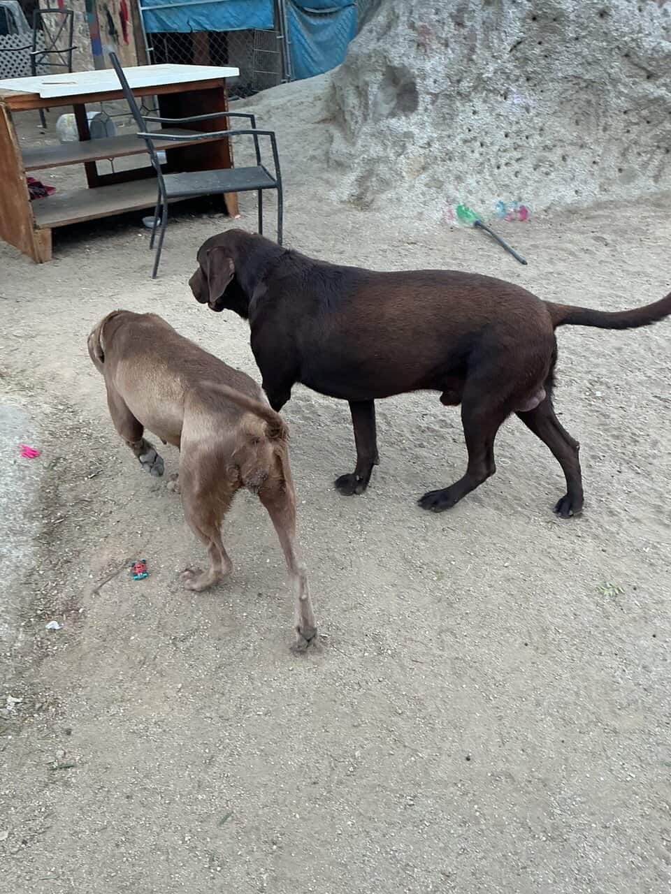 American Labrador Retriever image 6