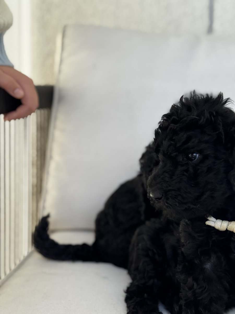 Standard Poodle Puppies – Family Raised – Ready image 16