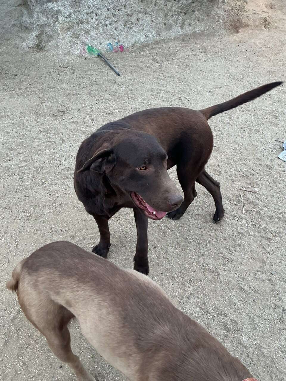 American Labrador Retriever image 10