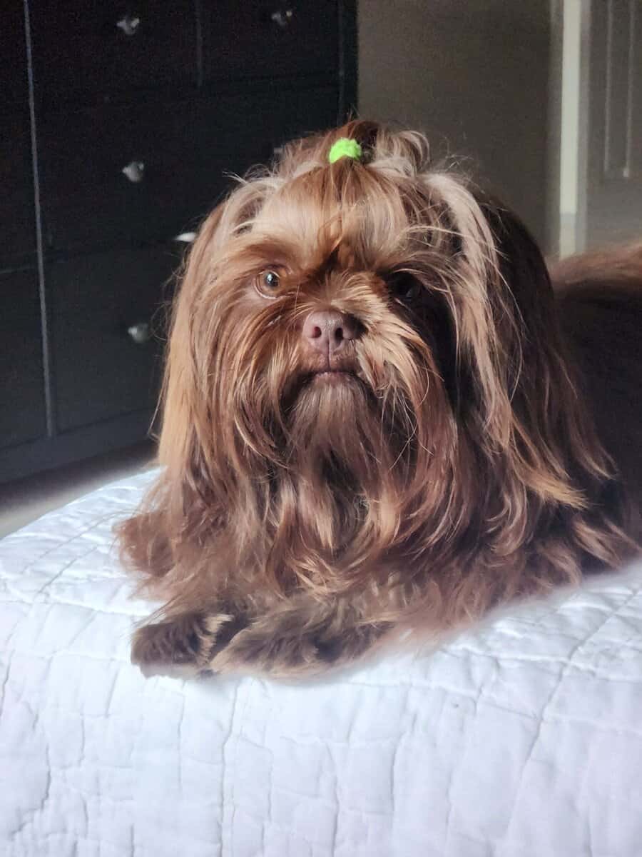 AKC Intact Male Shih Tzu image 1