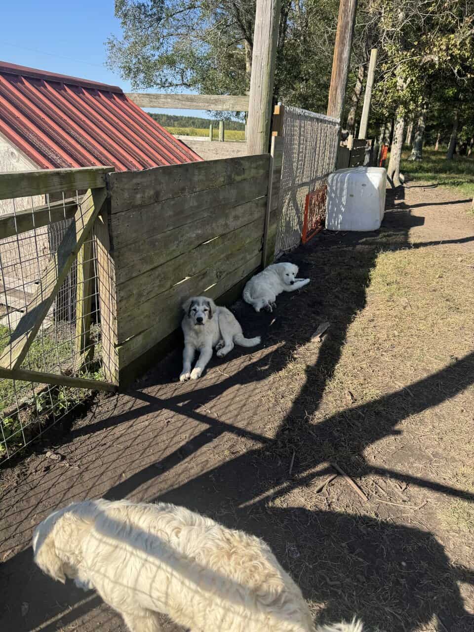 Great Pyrenees image 6