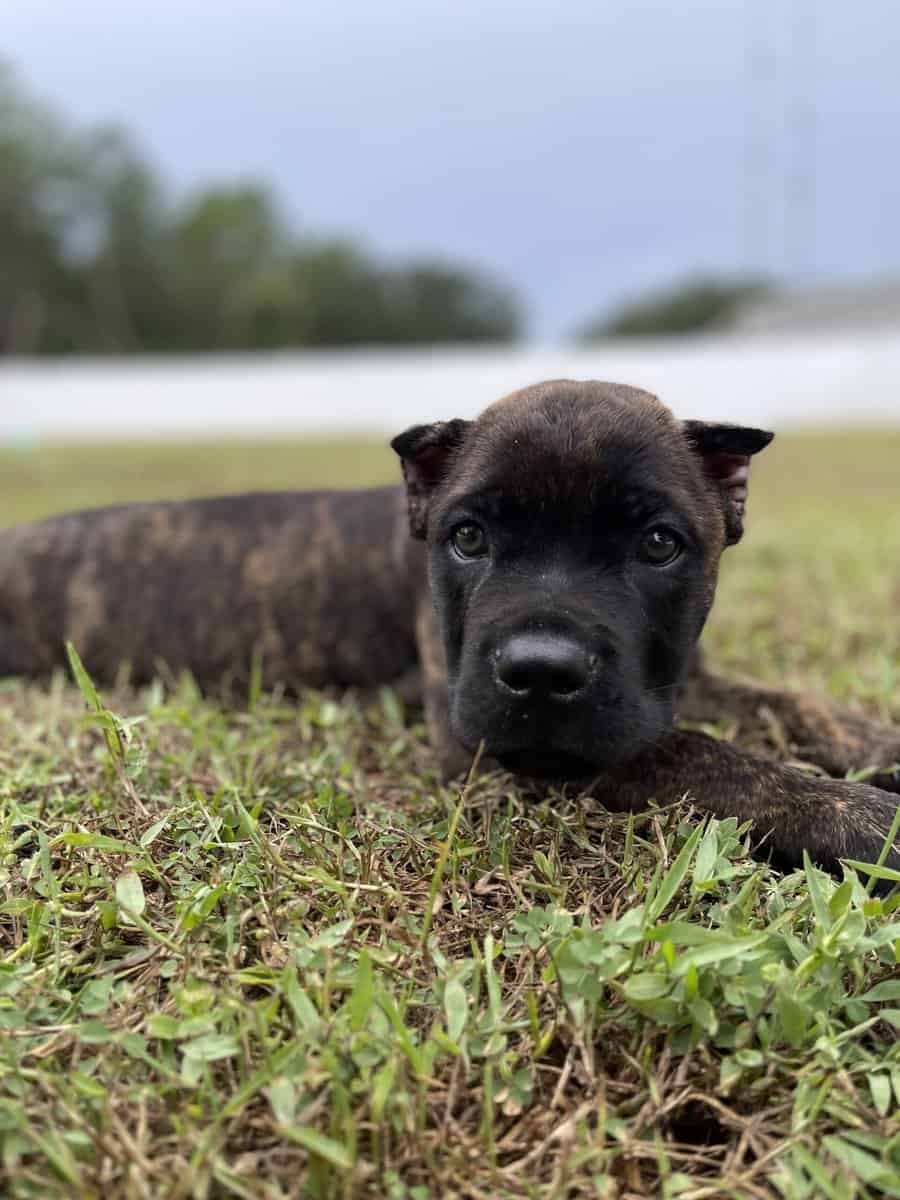 5mo old purebred male Cane Corso image 2