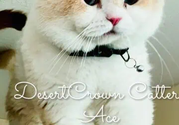 Bicolor Fawn British shorthair male