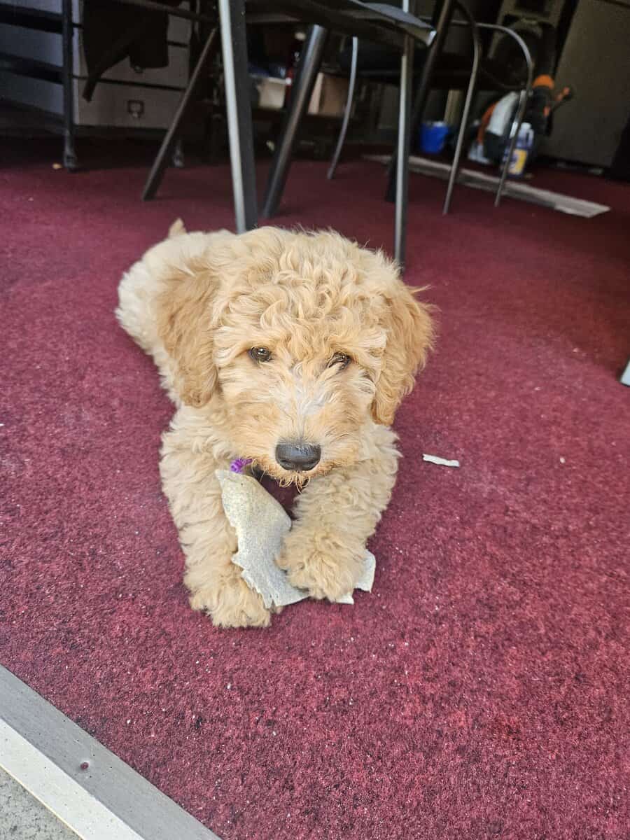 Puppy for sale image 4