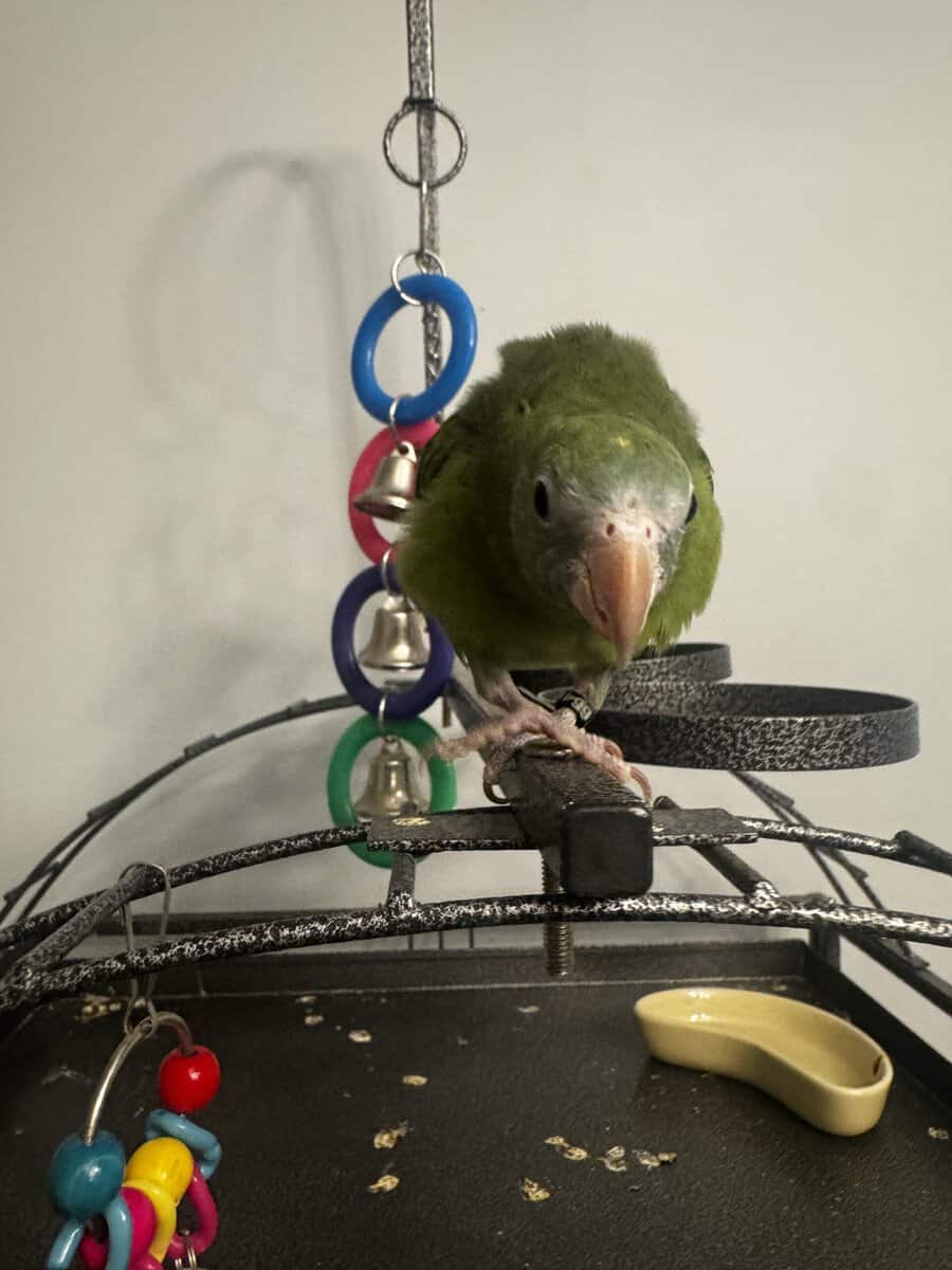 White winged parakeet image 2