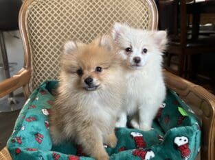 Pomeranian puppies