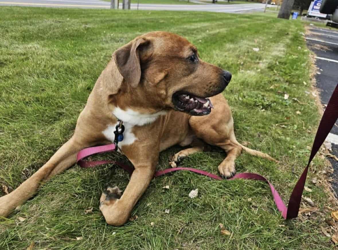 Rambo needs a home! dog image 2