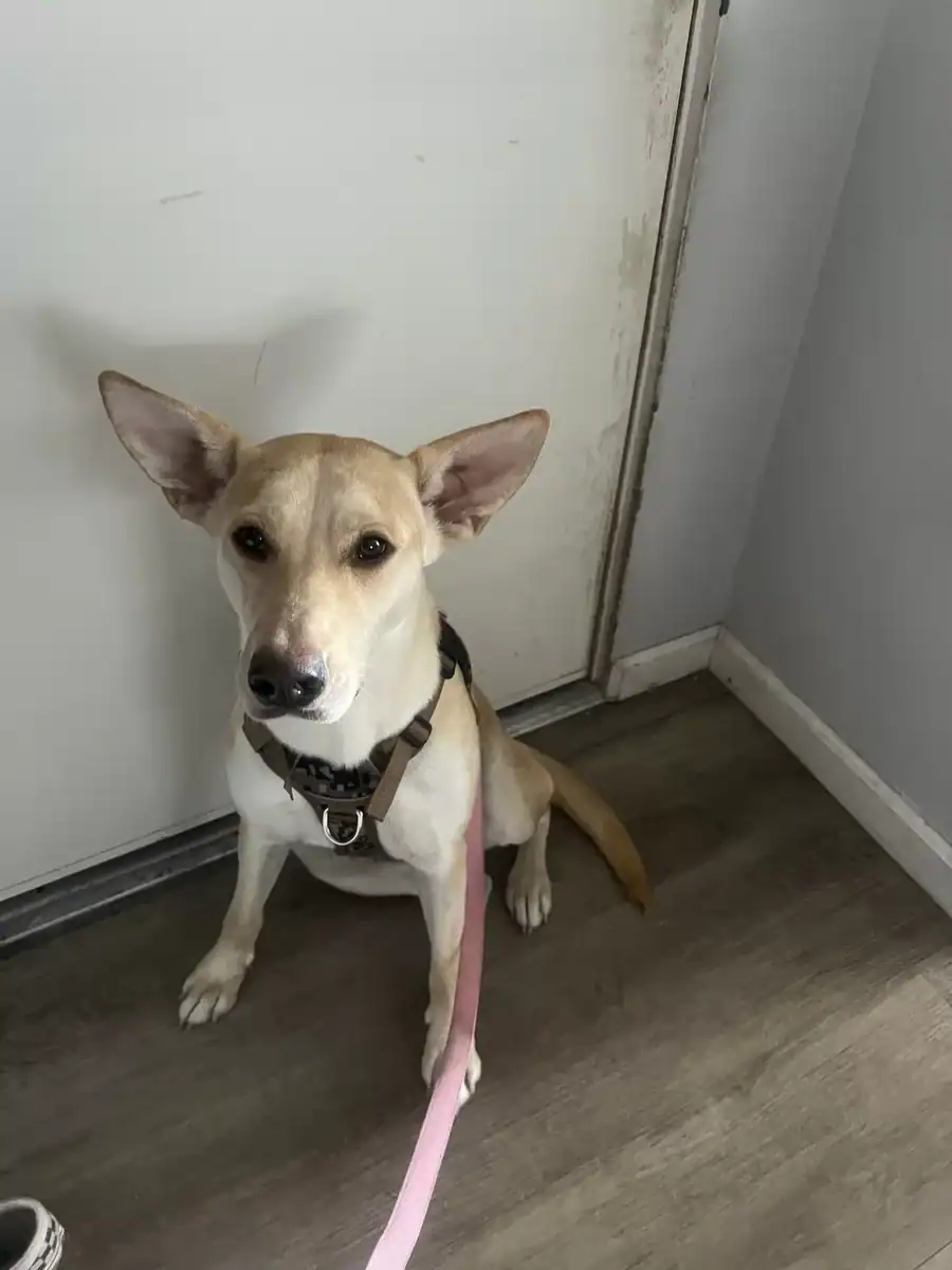 Sweet Bella Grace needs a home this Christmas 2025 image 2