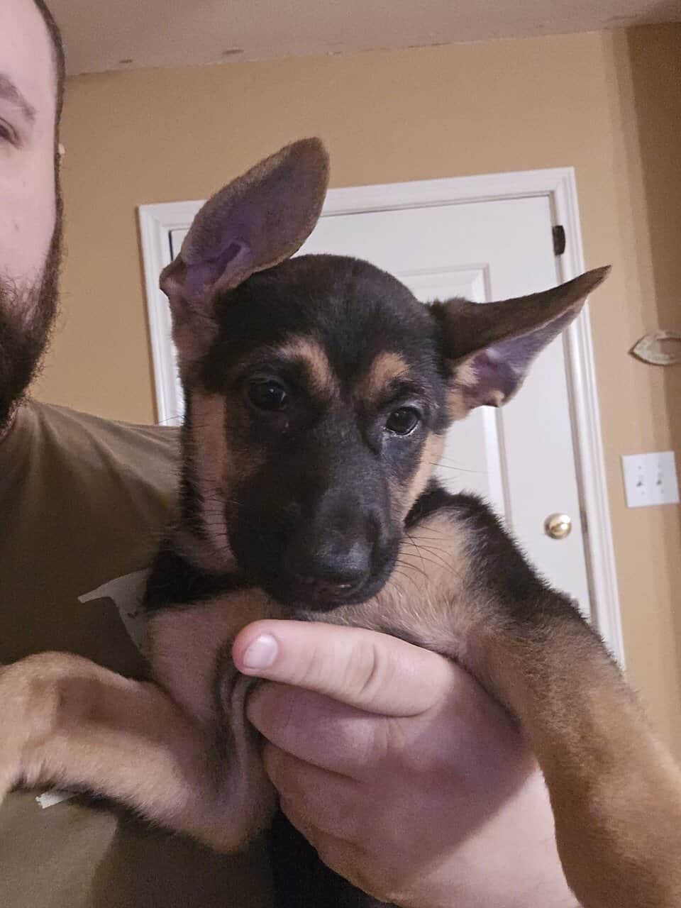 German Shepherd mix puppies image 6