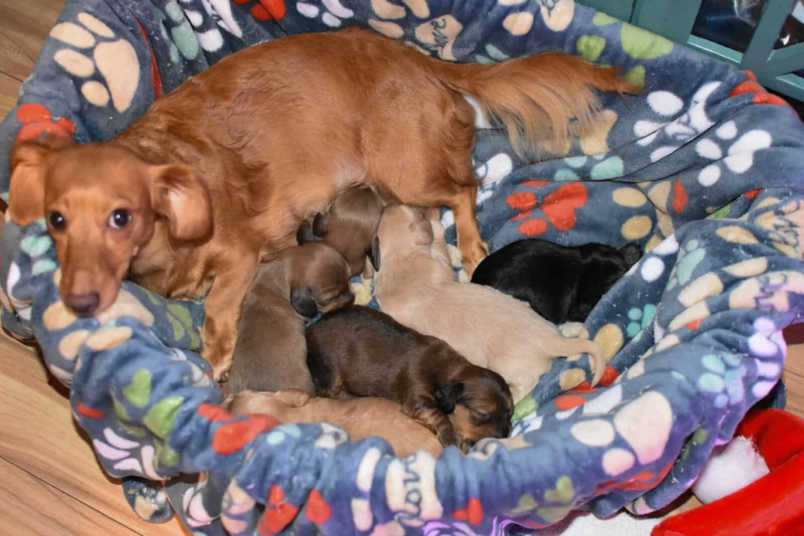 Miniature Dachshund Boys image 1