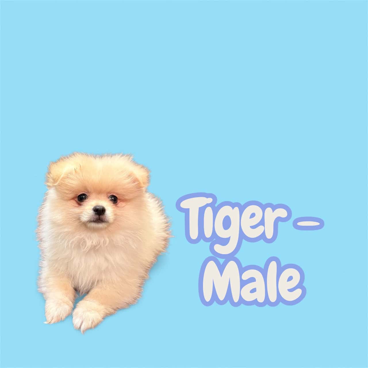 Pomeranian Puppies – Ready for Their New Homes image 8