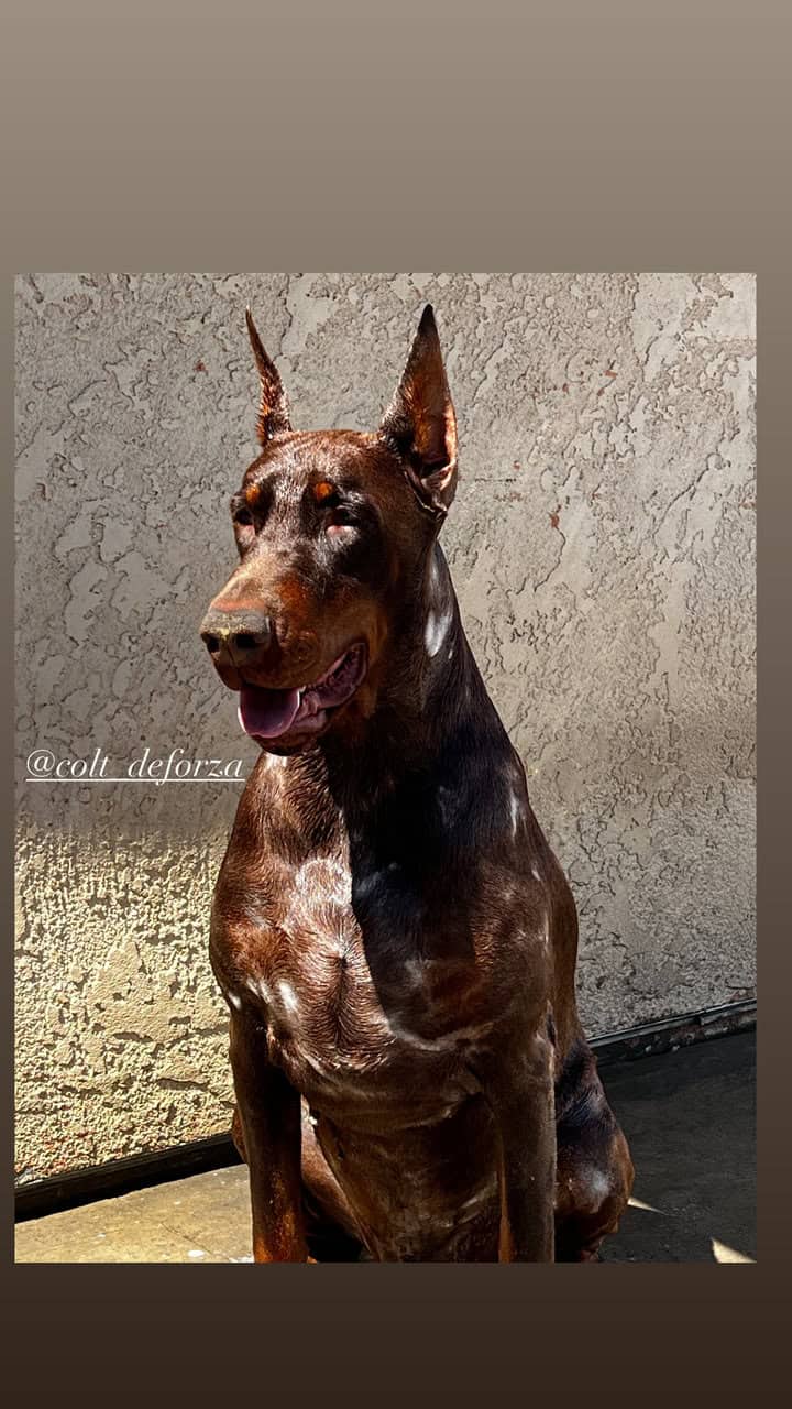 European Doberman puppies image 8
