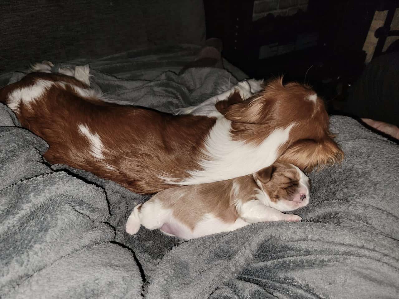 Christmas Cavalier King Charles Spaniel! image 2