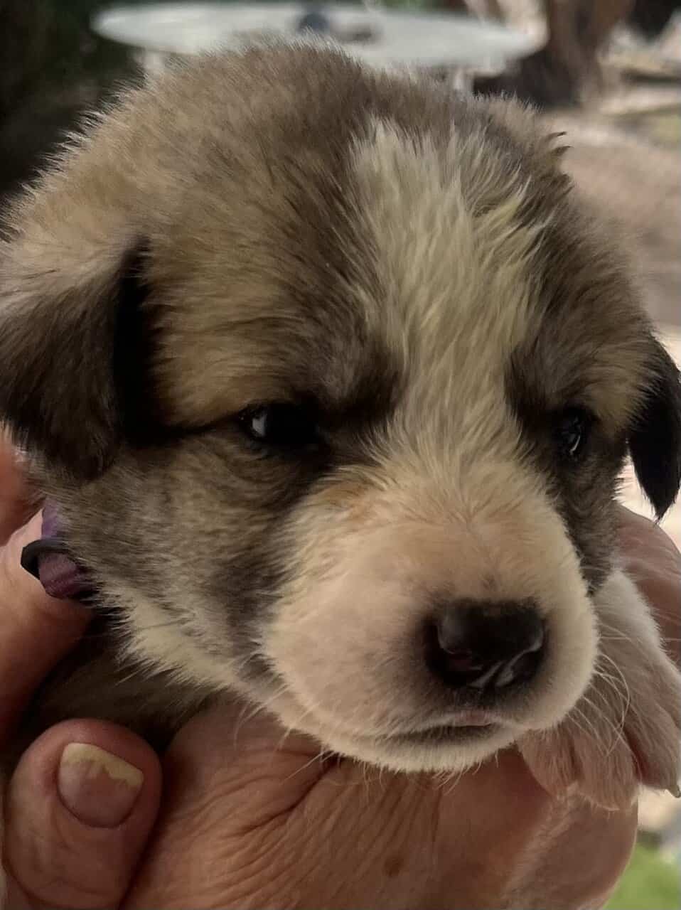 AKC Anatolian Shepherd, tested image 2