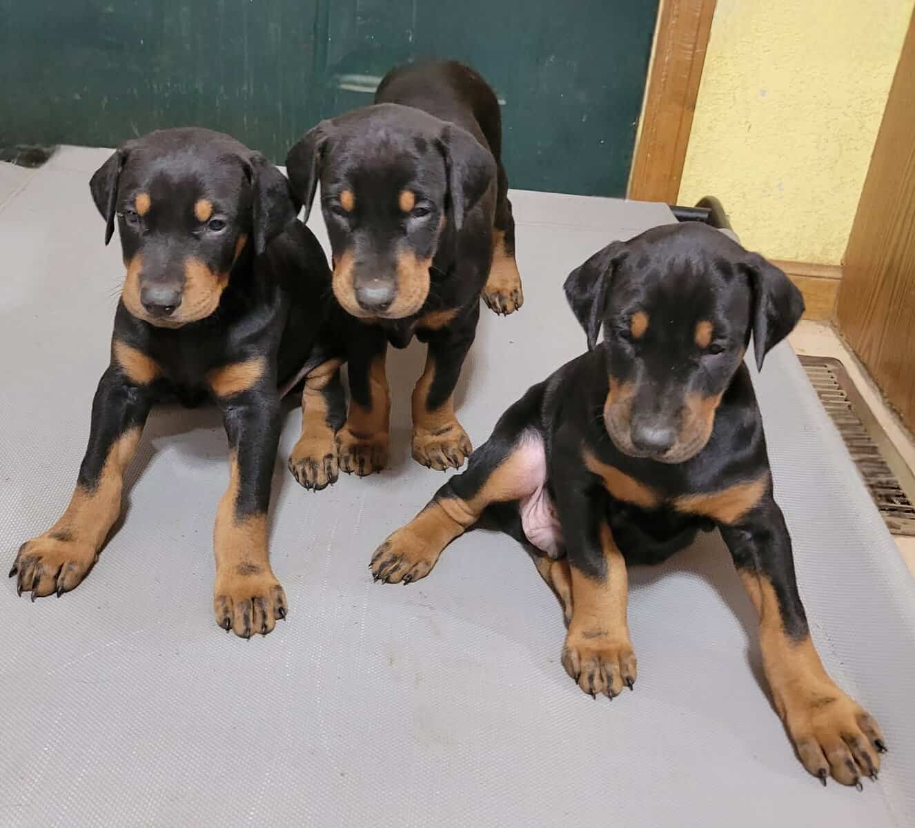 Doberman Puppies image 9