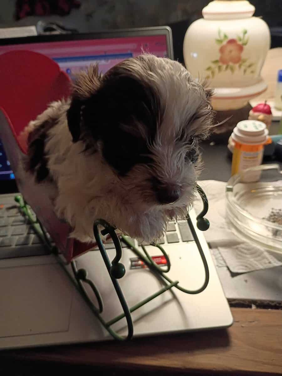 Morki puppies image 1