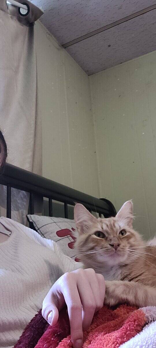 Domestic Longhair image 2