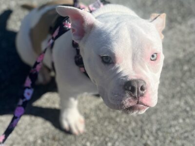 Female 1y6m Micro pocketbully