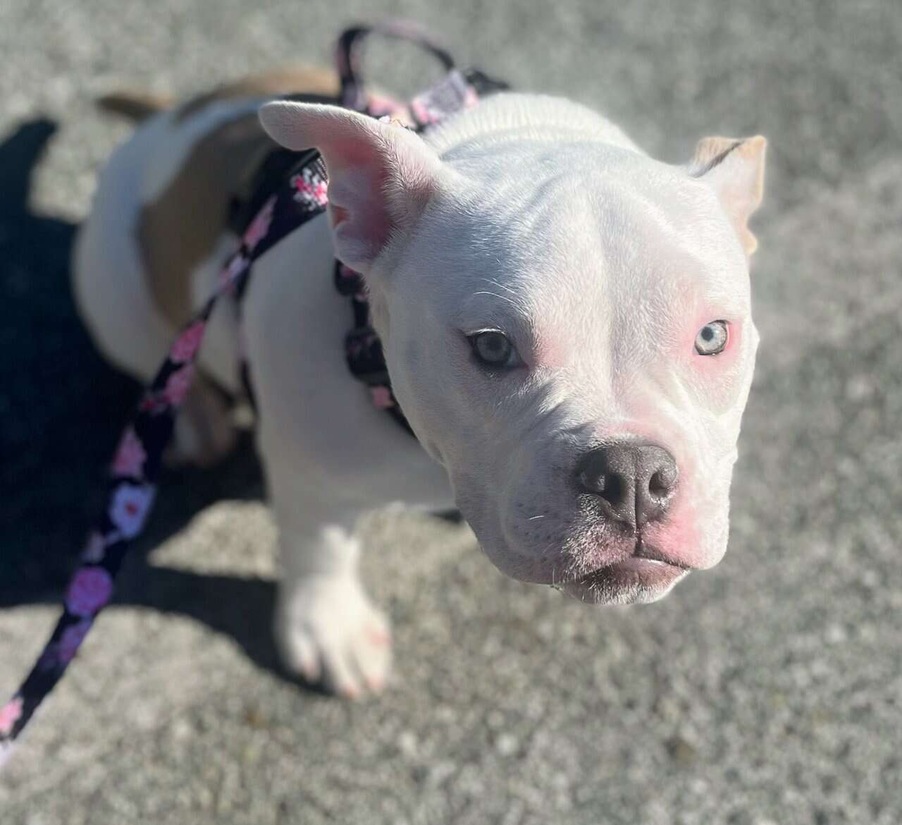 Female 1y6m Micro pocketbully image 1
