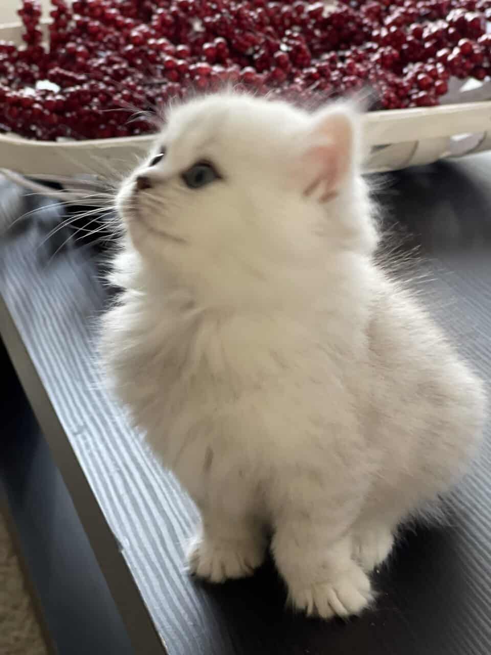 British longhair kitten image 2