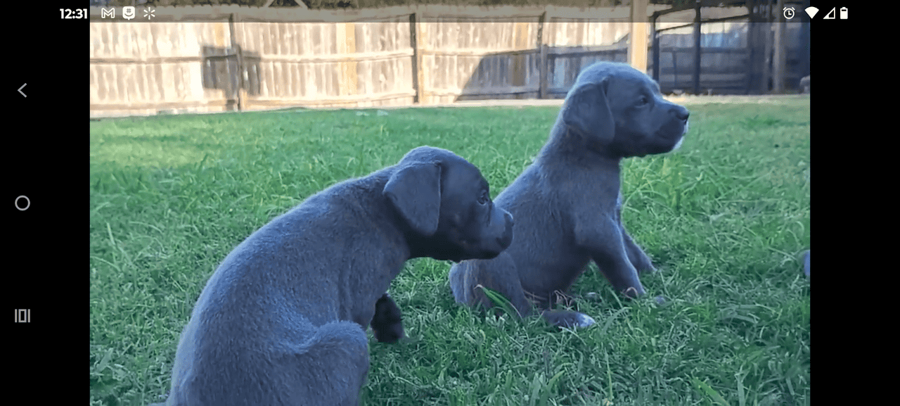 🐾 Cane Corso Puppies — Blue & Grey 💙 image 1