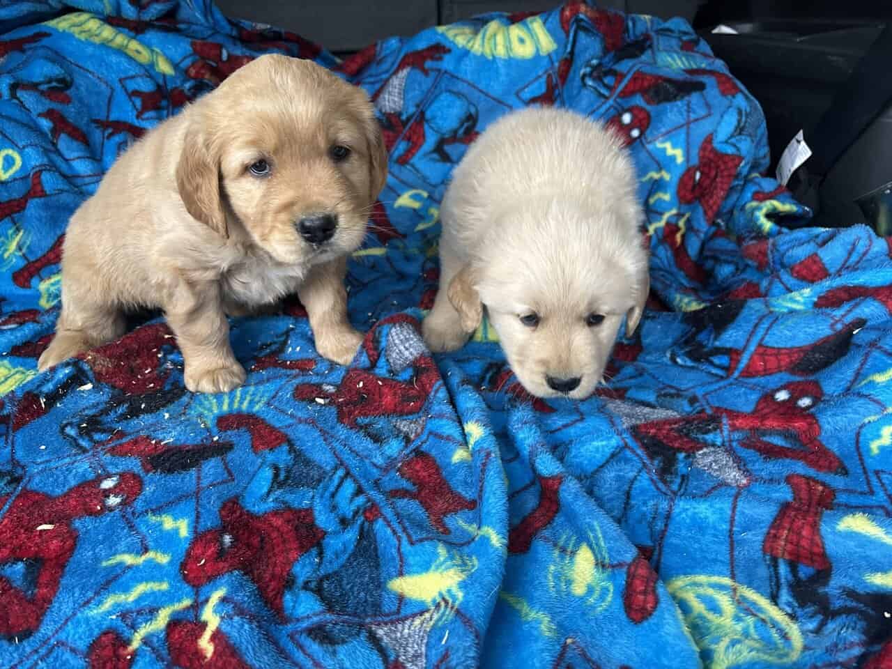 AKC Golden Retriever puppies image 3