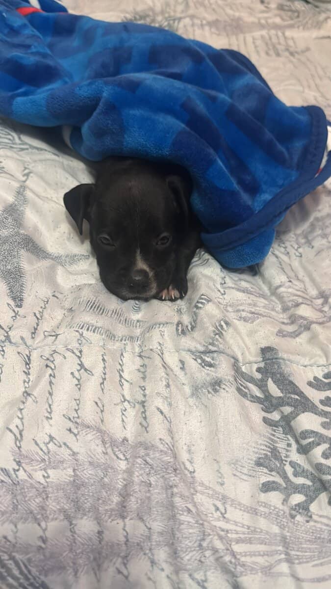 Pitbull Puppies image 7