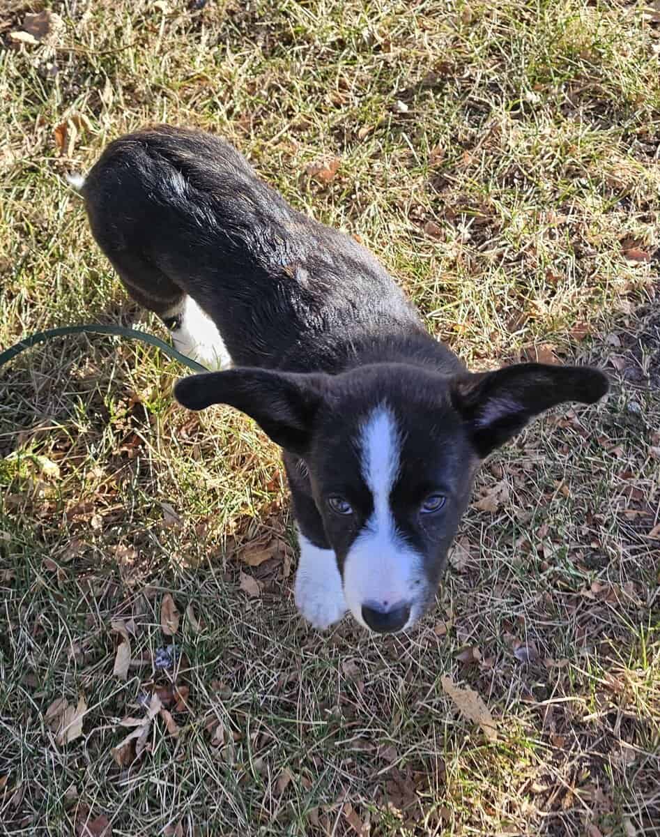 Purebred Cardigan Welsh Corgi Mr Green image 5