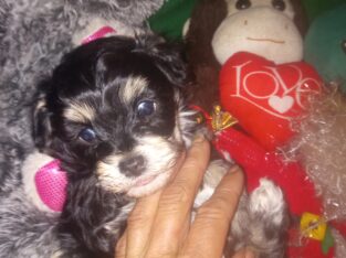 Teddy Bear Maltipoos