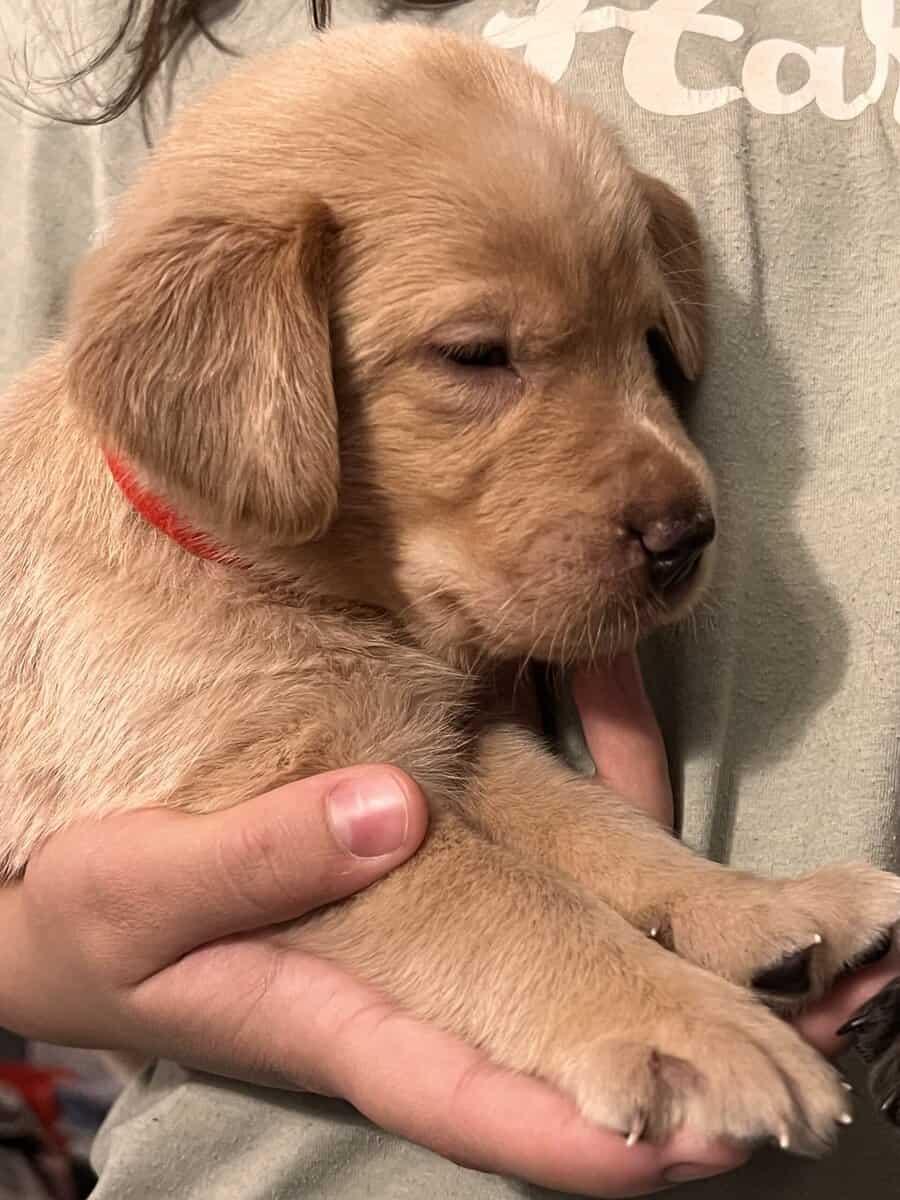 Sweet charcoal and yellow lab puppies! image 2