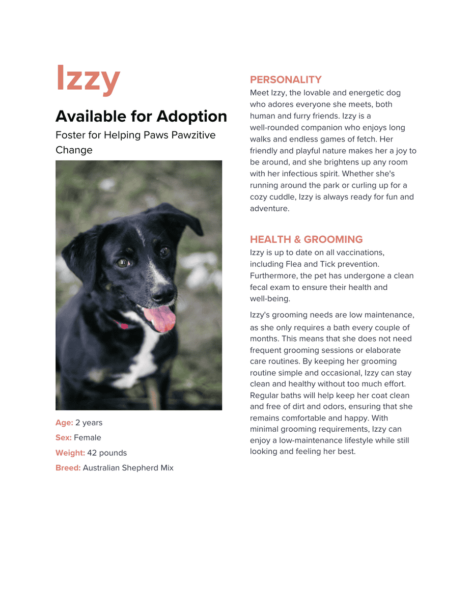 Australian Shepheard Mix image 5