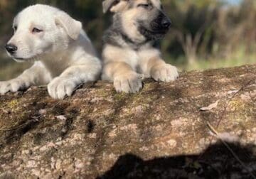 German Shepard puppies